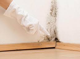 Why You Should Choose Our Mold Remediation Services in Whitehorn Cove, OK